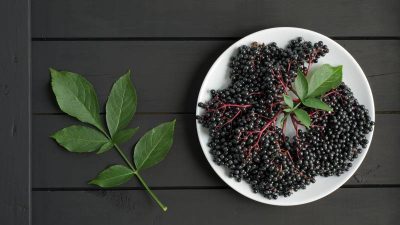 Właściwości i zastosowanie owoców i liści czarnego bzu