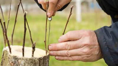Hodowla popularnych odmian drzew na pniu: proces tworzenia szczepionych odmian drzew