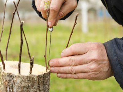Hodowla popularnych odmian drzew na pniu: proces tworzenia szczepionych odmian drzew