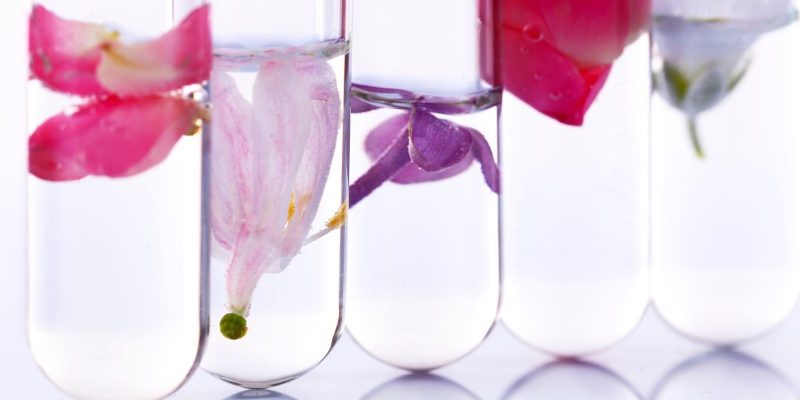 Jak utrzymać kwiaty cięte dłużej w wazonie - porady pielęgnacyjne