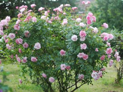 Metoda uprawy dzikiej róży w ogrodzie: co warto wiedzieć o uprawie dzikiej róży w ogrodzie