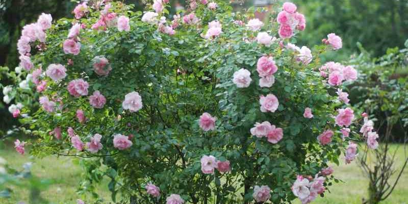 Metoda uprawy dzikiej róży w ogrodzie: co warto wiedzieć o uprawie dzikiej róży w ogrodzie