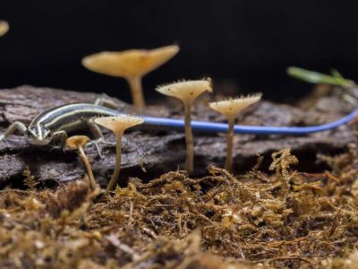 Jak szkodnicy glebowe wpływają na rośliny i jak można sobie z nimi poradzić?