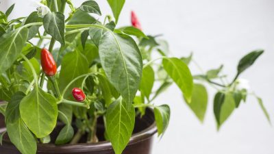 Jak uprawiać papryczki chili w doniczkach na balkonie i w ogrodzie