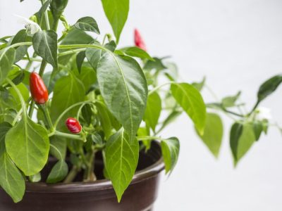 Jak uprawiać papryczki chili w doniczkach na balkonie i w ogrodzie