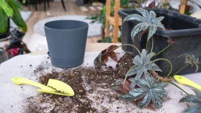 Sposoby zabezpieczenia roślin w ogrodzie przed mrozem