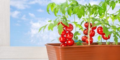 Dlaczego pomidory nie owocują mimo kwitnienia i jak je zapylać