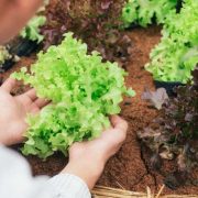 Przygotowanie i uprawa sałaty z rozsady - kiedy i jak zasadzić ją do gruntu