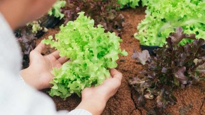 Przygotowanie i uprawa sałaty z rozsady - kiedy i jak zasadzić ją do gruntu